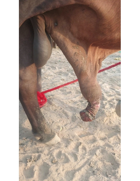 Mahadev Nandi Injured – Genital Wound, Sector 121, Parthla Noida
