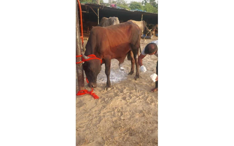 Mahadev Nandi Injured – Genital...