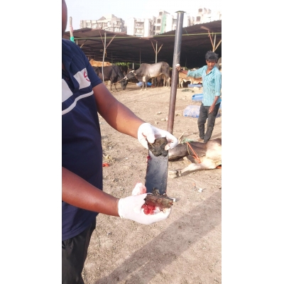 Mahadev Nandi Rescued –...