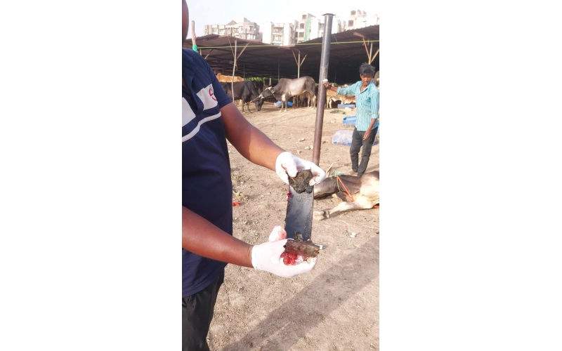 Mahadev Nandi Rescued – Metal...