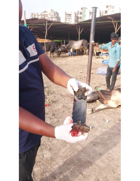 Mahadev Nandi Rescued – Metal Embedded in Leg, Sector 80 Noida