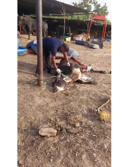 Mahadev Nandi Rescued – Metal Embedded in Leg, Sector 80 Noida