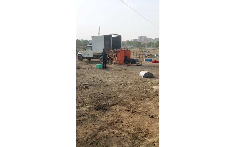 Mahadev Nandi Rescued – Metal...