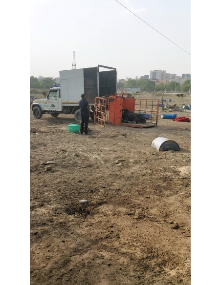 Mahadev Nandi Rescued – Metal Embedded in Leg, Sector 80 Noida