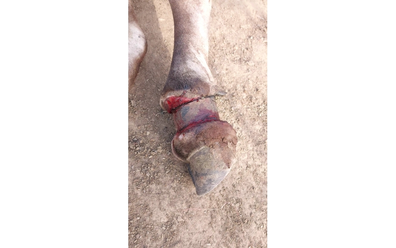 Mahadev Nandi Rescued – Metal...