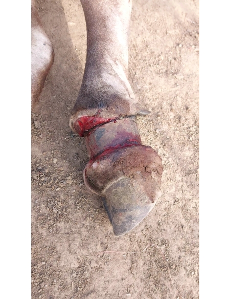 Mahadev Nandi Rescued – Metal Embedded in Leg, Sector 80 Noida