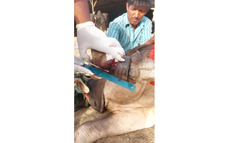 Mahadev Nandi Rescued – Metal...