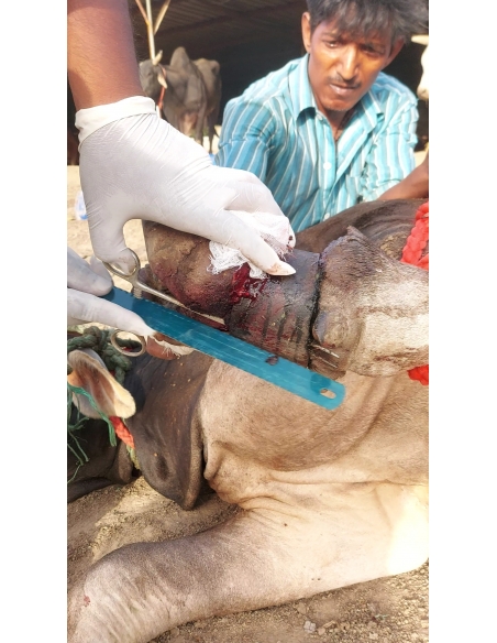 Mahadev Nandi Rescued – Metal Embedded in Leg, Sector 80 Noida