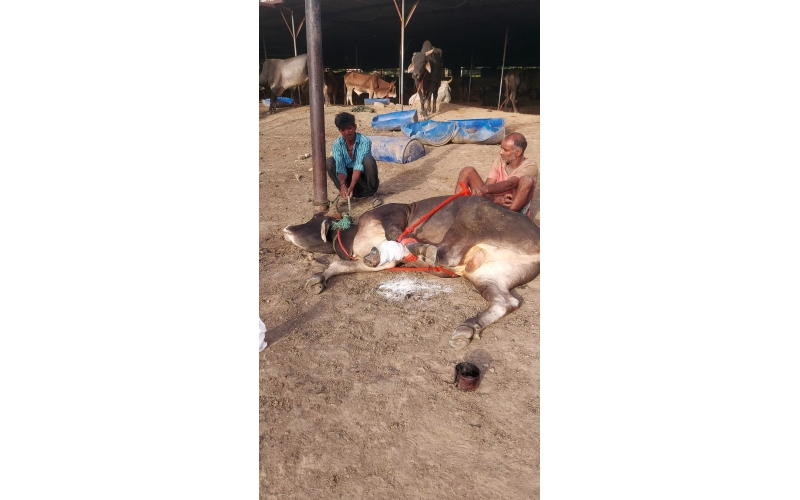 Mahadev Nandi Rescued – Metal...