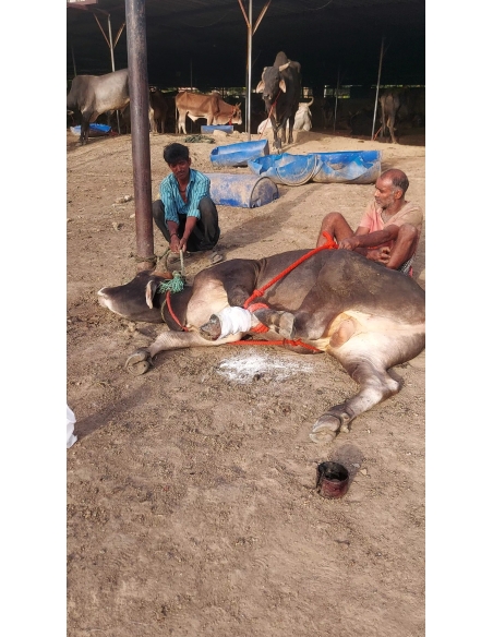 Mahadev Nandi Rescued – Metal Embedded in Leg, Sector 80 Noida