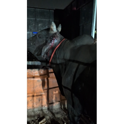 Mahadev Nandi Rescued – Ear...