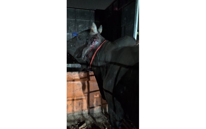 Mahadev Nandi Rescued – Ear Injury,...