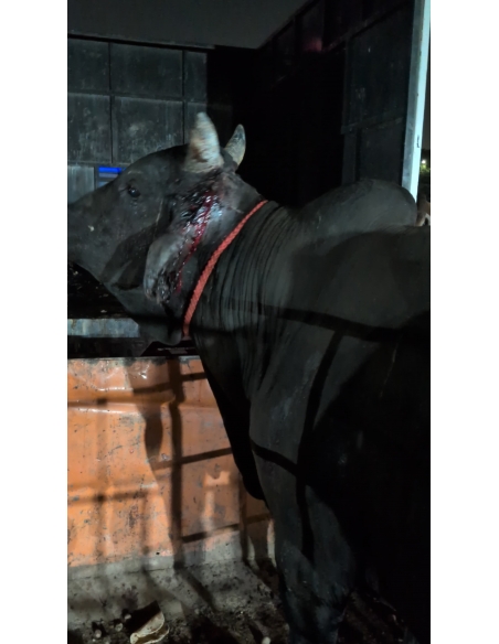 Mahadev Nandi Rescued – Ear Injury, Maggot Wound, Sector 121 Noida