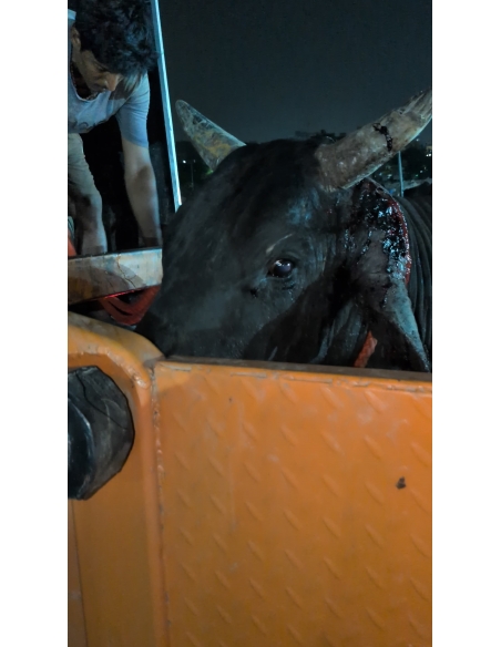 Mahadev Nandi Rescued – Ear Injury, Maggot Wound, Sector 121 Noida