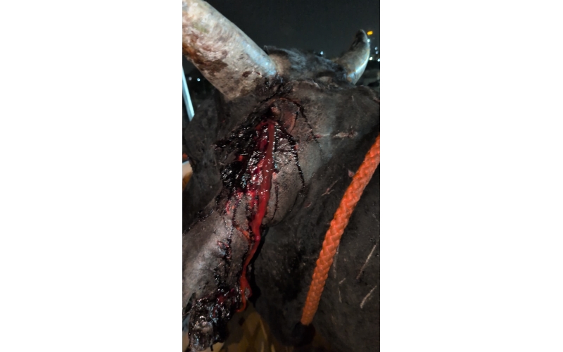 Mahadev Nandi Rescued – Ear Injury,...