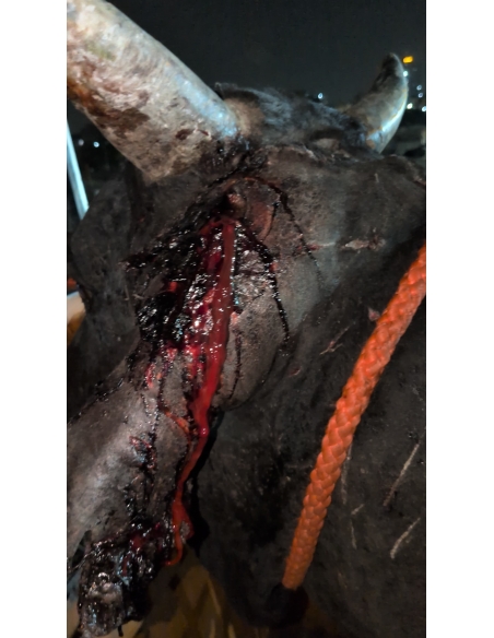 Mahadev Nandi Rescued – Ear Injury, Maggot Wound, Sector 121 Noida