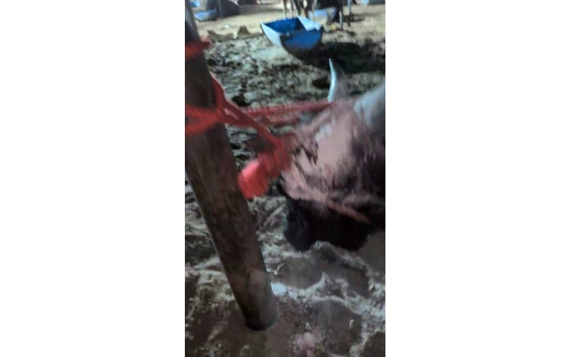 Mahadev Nandi Rescued – Ear Injury,...