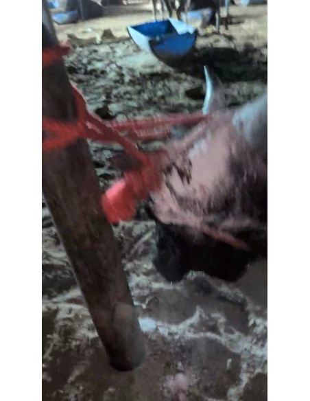 Mahadev Nandi Rescued – Ear Injury, Maggot Wound, Sector 121 Noida