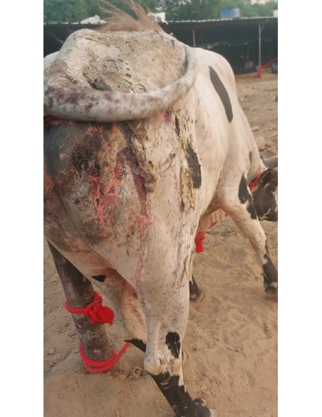 Mahadev Nandi Acid Attack Survivor – Behlolpur, Sector 65 Noida