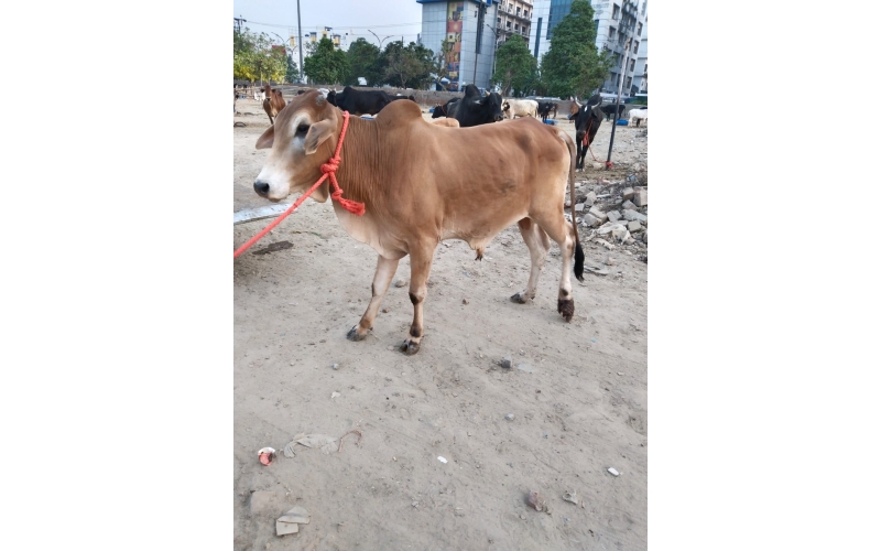 Nandi baba- Foot Maggots,  Sector 93... Nandi baba- Foot Maggots,  Sector 93...