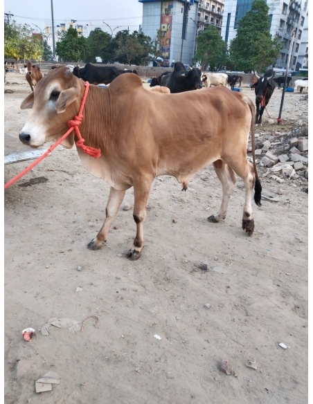 Nandi baba- Foot Maggots,  Sector 93 Noida