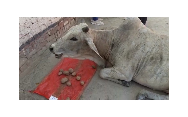 Nandi baba very sick, high fever... Nandi baba very sick, high fever...
