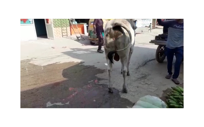 Nandi baba very sick, high fever... Nandi baba very sick, high fever...