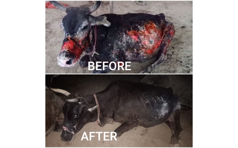 Gaumata With 3rd-Degree Acid Burns...