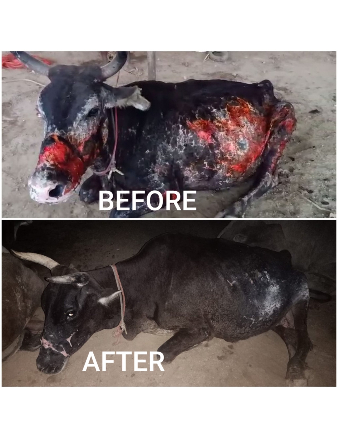                 Gaumata With 3rd-Degree Acid Burns Rescued in Delhi During Lockdown
             