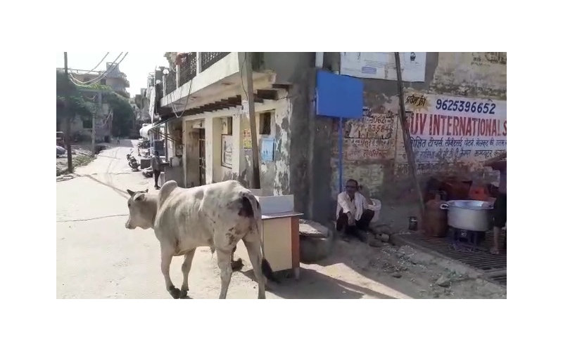 Nandi baba very sick, high fever... Nandi baba very sick, high fever...