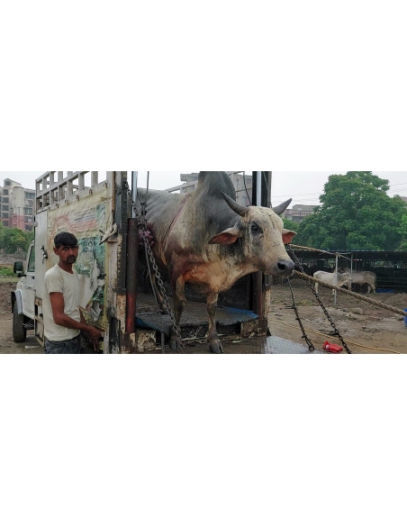 Nandi baba,  intestine out in hate attack , sector 115 noida