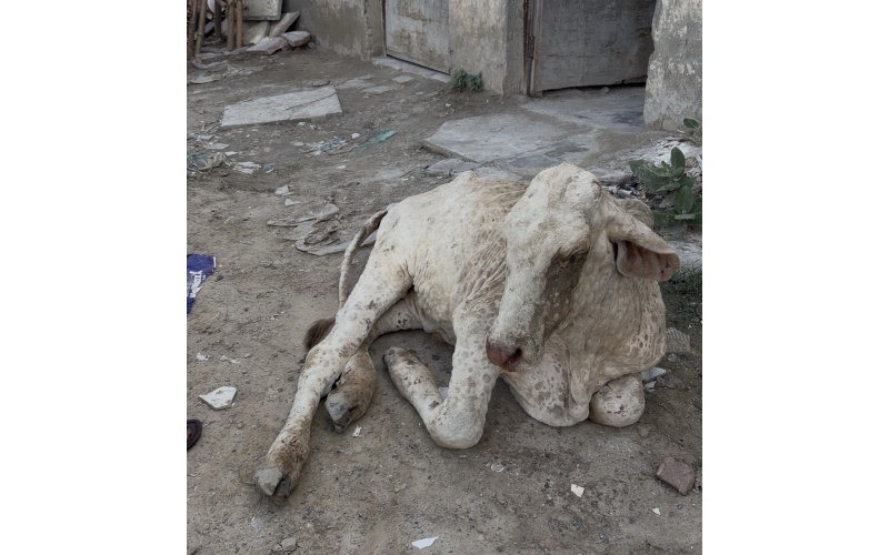 Baby Gaumata With Lumpy Skin Disease...