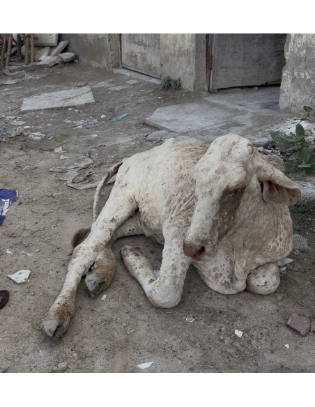 Baby Gaumata With Lumpy Skin Disease Rescued From Sector 150, Noida