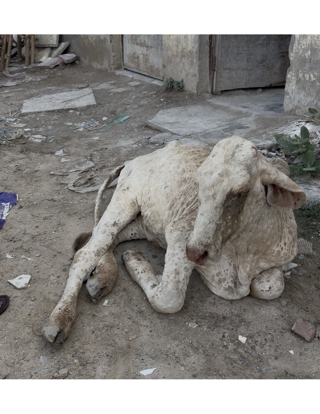                 Baby Gaumata With Lumpy Skin Disease Rescued From Sector 150, Noida
             