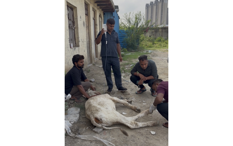 Baby Gaumata With Lumpy Skin Disease...