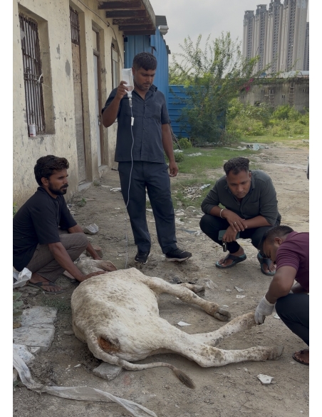 Baby Gaumata With Lumpy Skin Disease Rescued From Sector 150, Noida