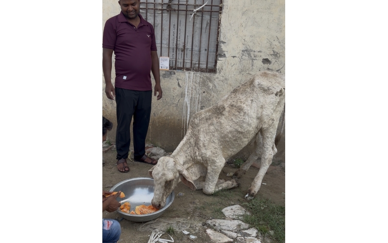 Baby Gaumata With Lumpy Skin Disease...