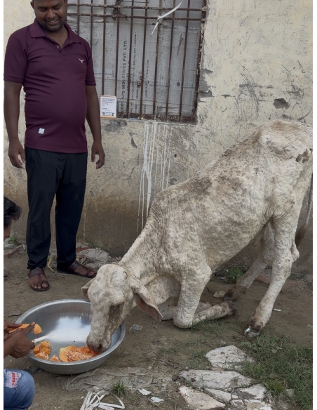 Baby Gaumata With Lumpy Skin Disease Rescued From Sector 150, Noida