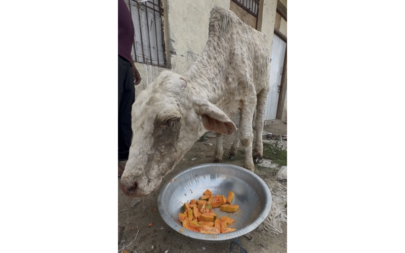 Baby Gaumata With Lumpy Skin Disease...
