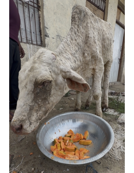 Baby Gaumata With Lumpy Skin Disease Rescued From Sector 150, Noida