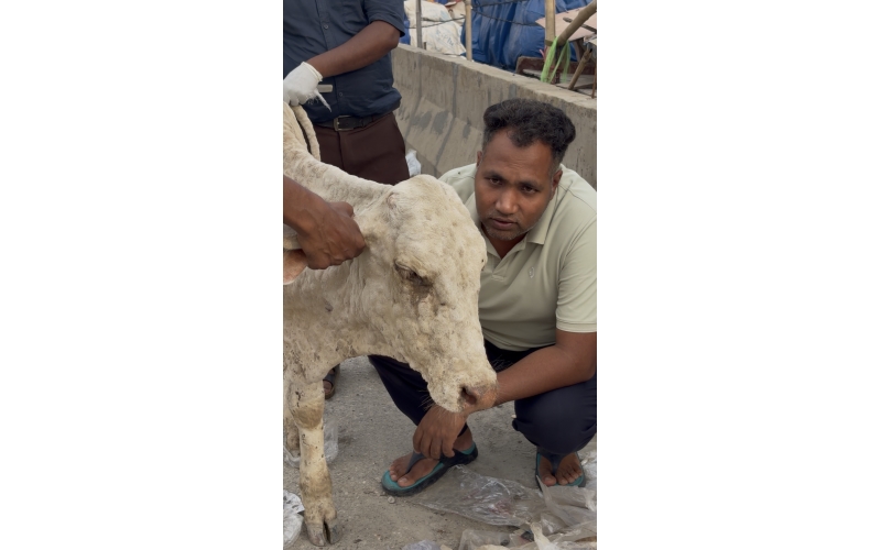 Baby Gaumata With Lumpy Skin Disease...