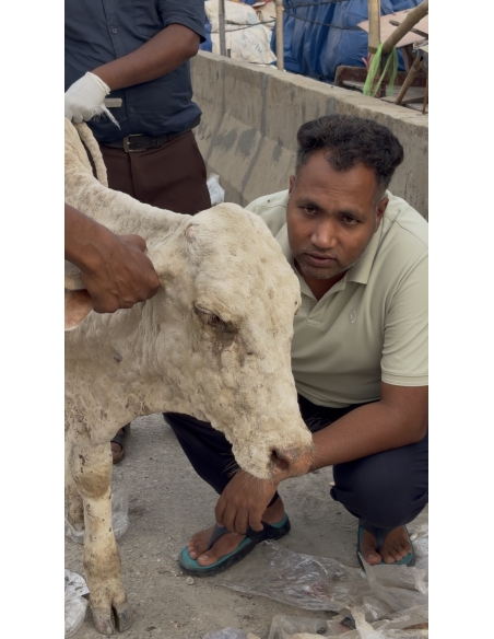 Baby Gaumata With Lumpy Skin Disease Rescued From Sector 150, Noida
