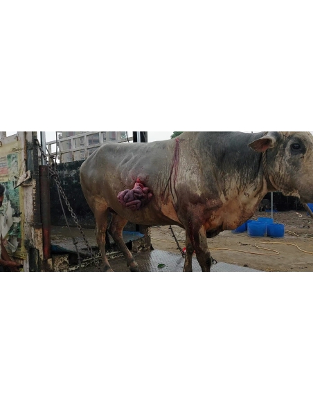 Nandi baba,  intestine out in hate attack , sector 115 noida