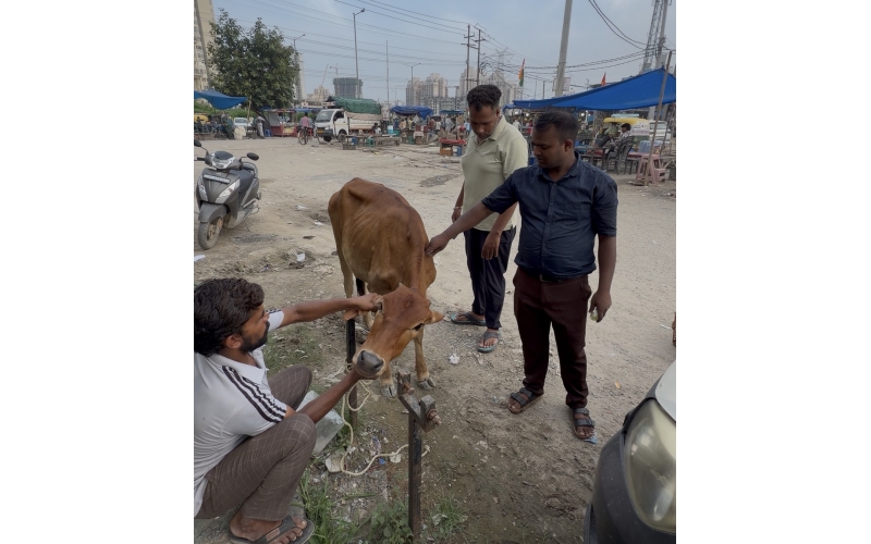Baby Gaumata Girl Treated for Lumpy...