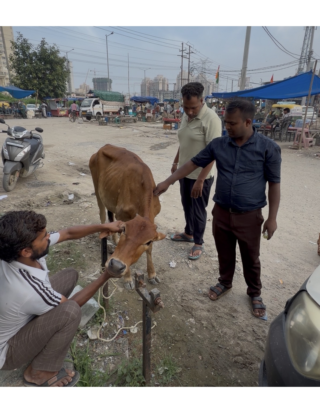                 Baby Gaumata Girl Treated for Lumpy Skin Disease, Sector 150 Noida
             