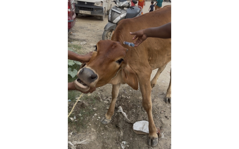 Baby Gaumata Girl Treated for Lumpy...