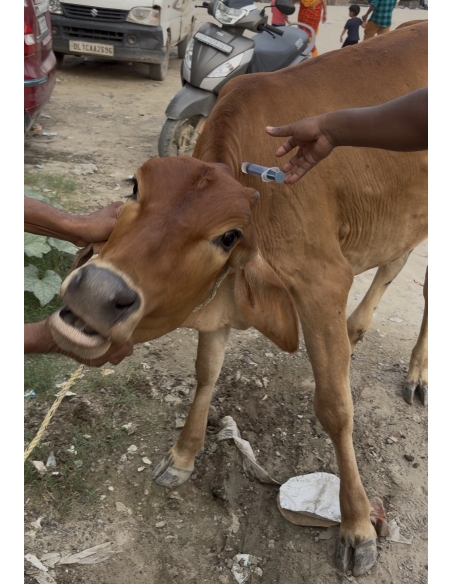 Baby Gaumata Girl Treated for Lumpy Skin Disease, Sector 150 Noida