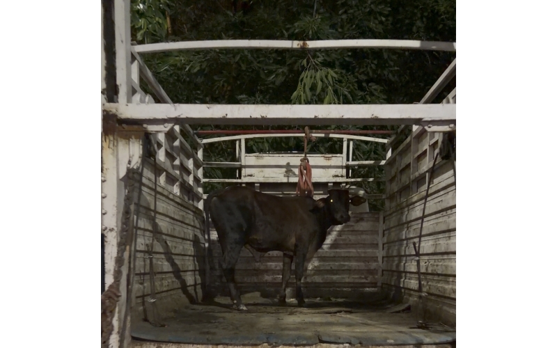 Baby Cow Rescued with Lumpy Skin...