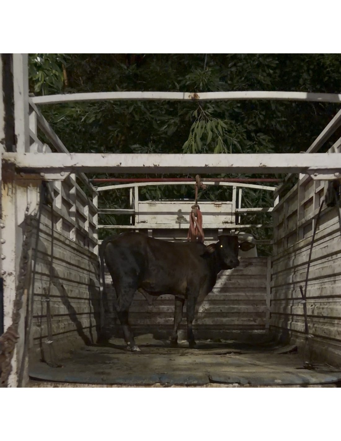                 Baby Cow Rescued with Lumpy Skin Disease from Sector 160, Noida
             