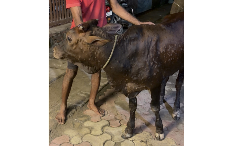 Baby Cow Rescued with Lumpy Skin...